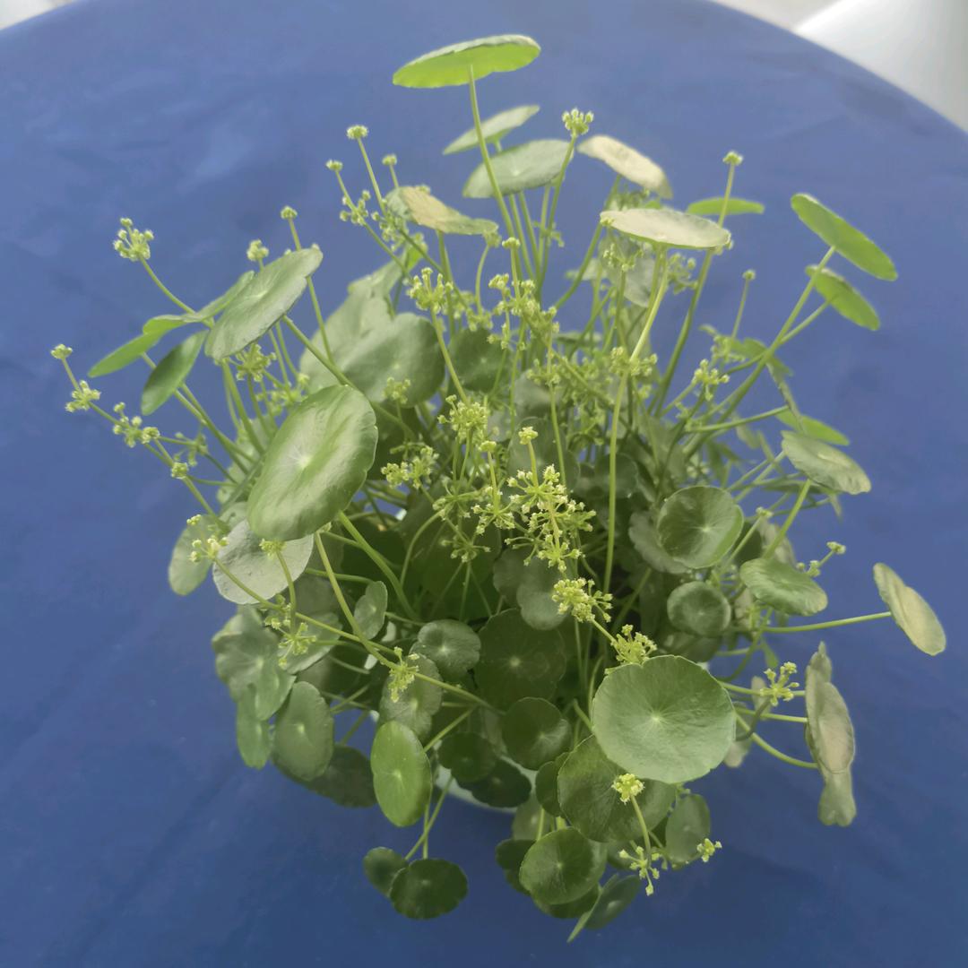 长剑的日常之当代小花农