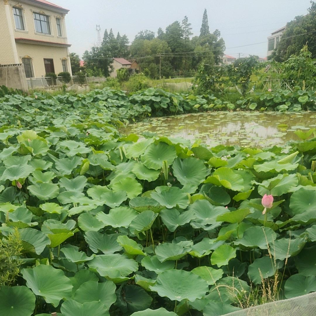 无法无天