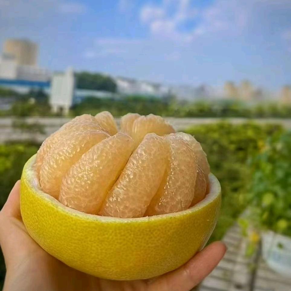 玉环文旦果园基地