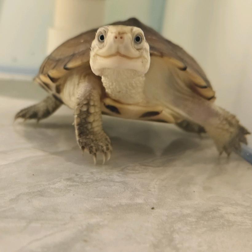 龟宿日记🐢
