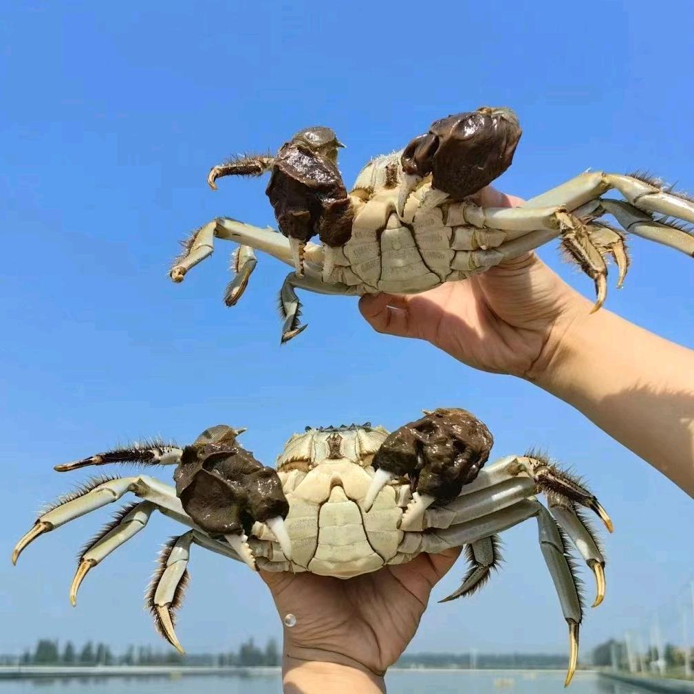 产地直供小龙虾大闸蟹批发-沈晓