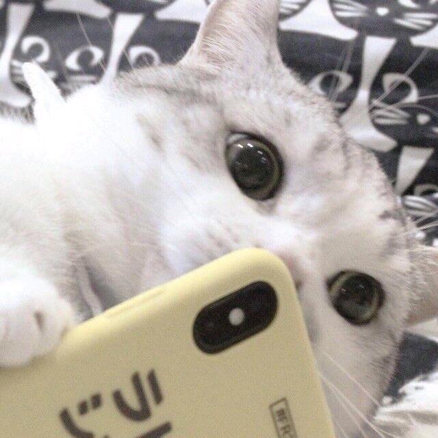 卷毛怪头像