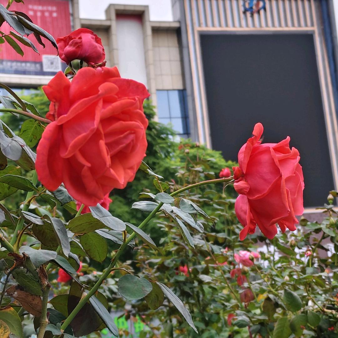 杨家鲜火锅食堂