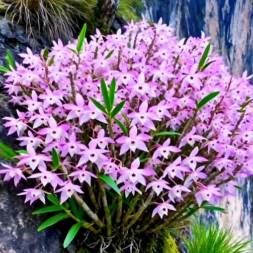 人想多了累的就是心xm