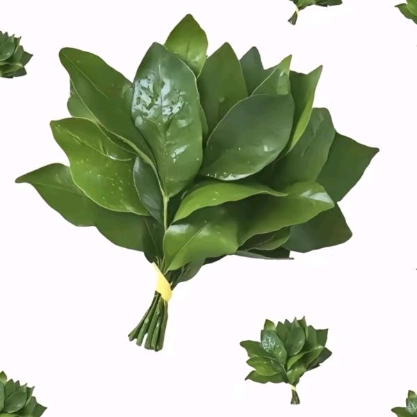 玫瑰🌹