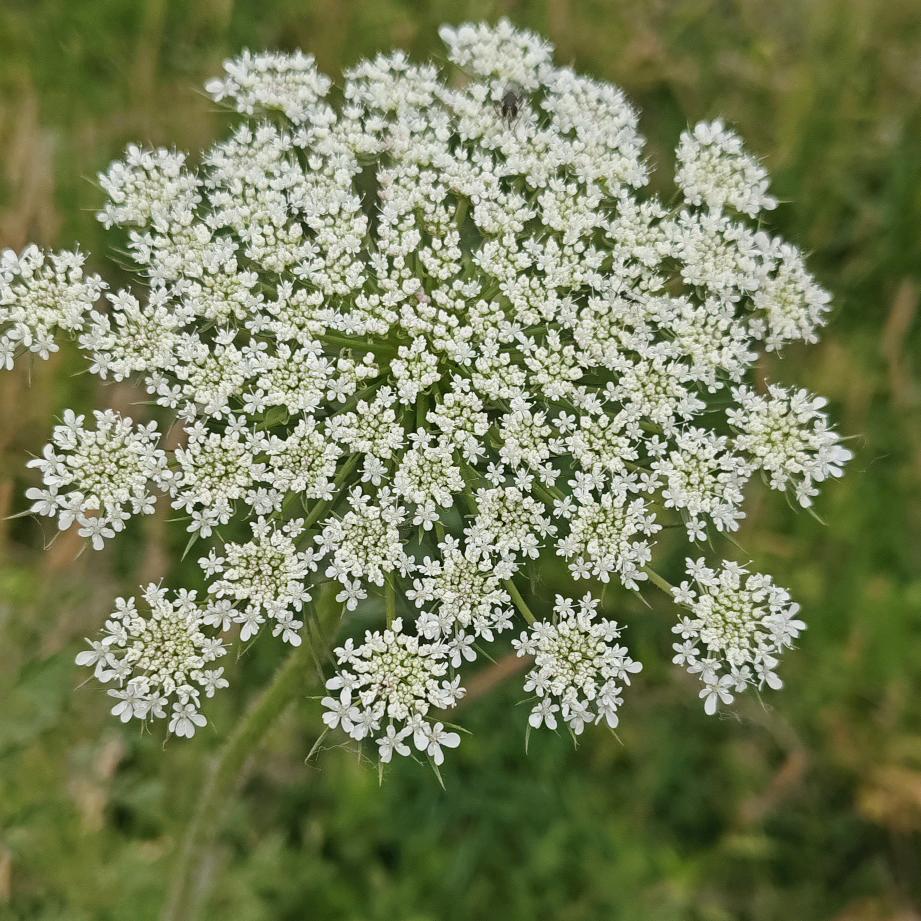 鳳綵依玖
