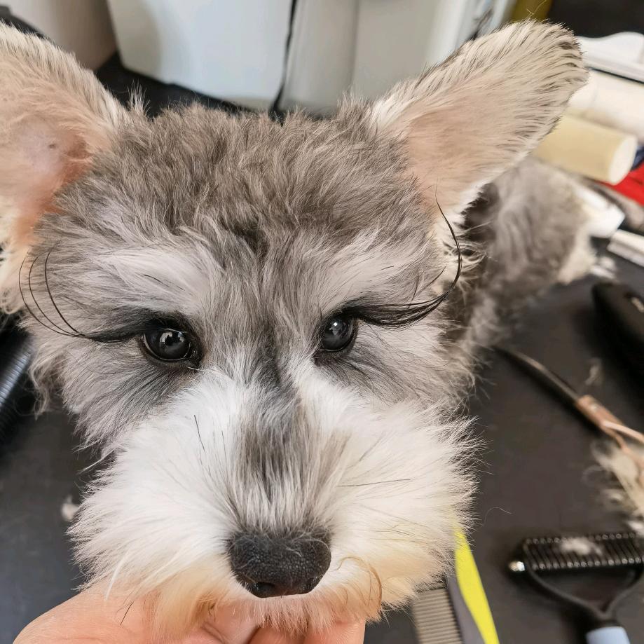 多多家的 西施 约克夏 雪纳瑞