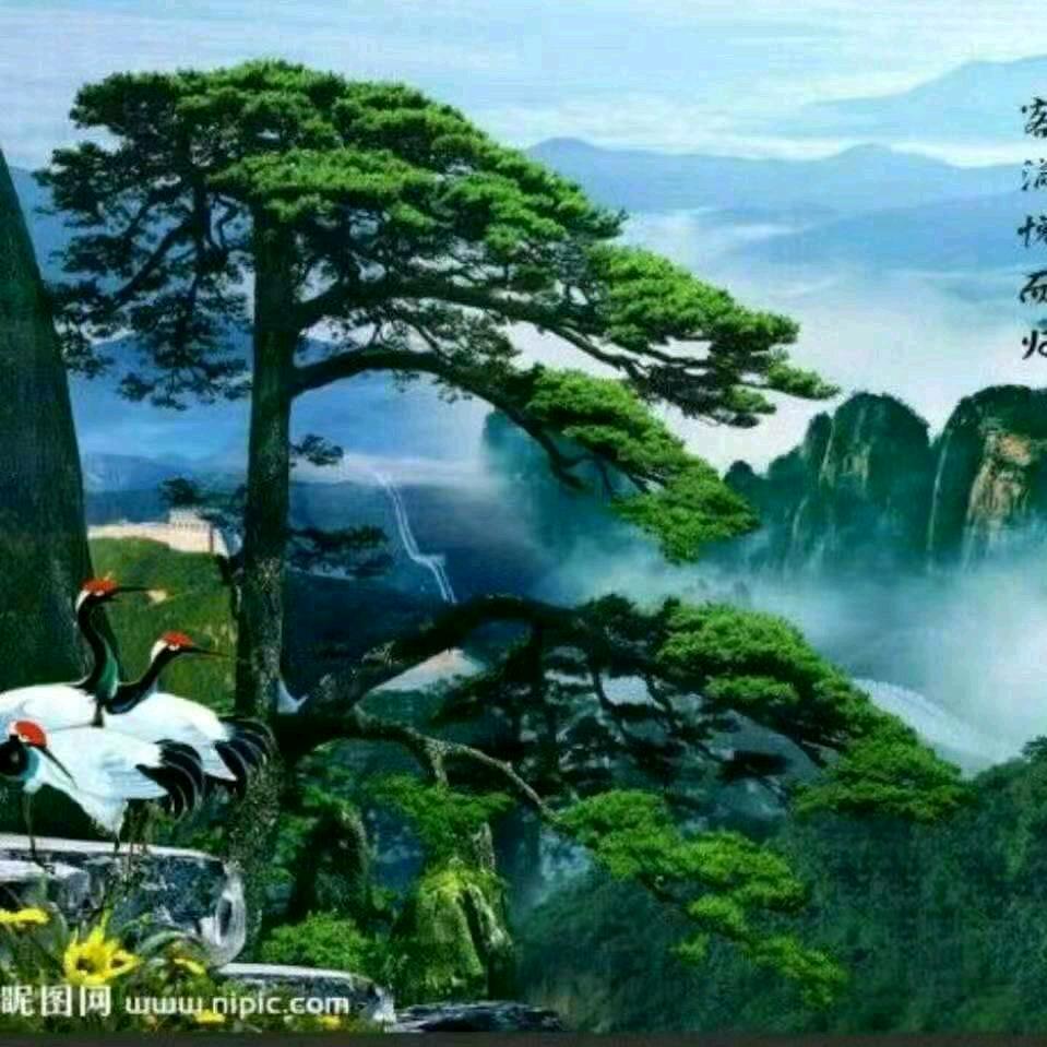 木易杨