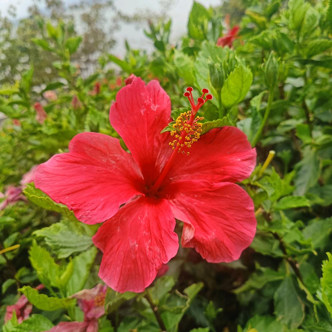 风中百鶴