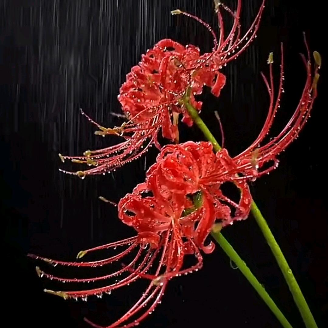 L໊ₒ最后:ᨶ႒ᩚ一次ᵥₑᩚ: L໊: