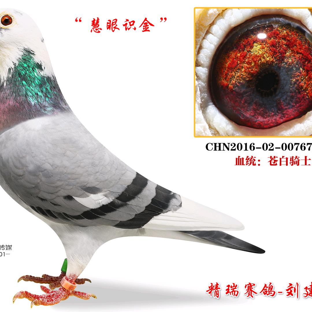 鸽子友