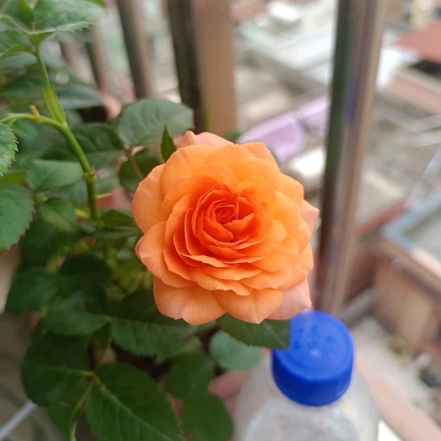 妹妹的紫薯粥