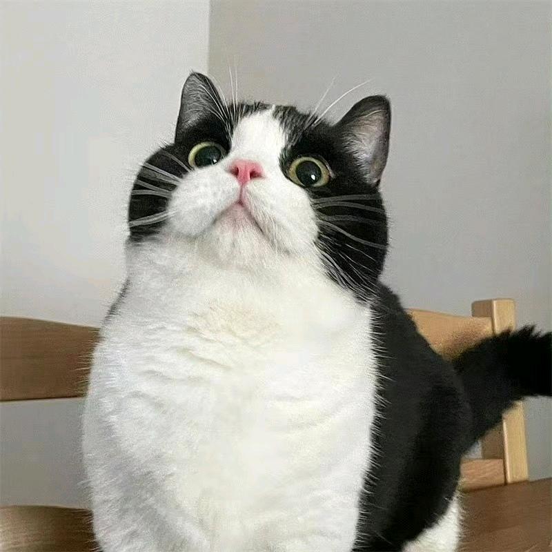 猫咪爱肝（战争雷霆版）