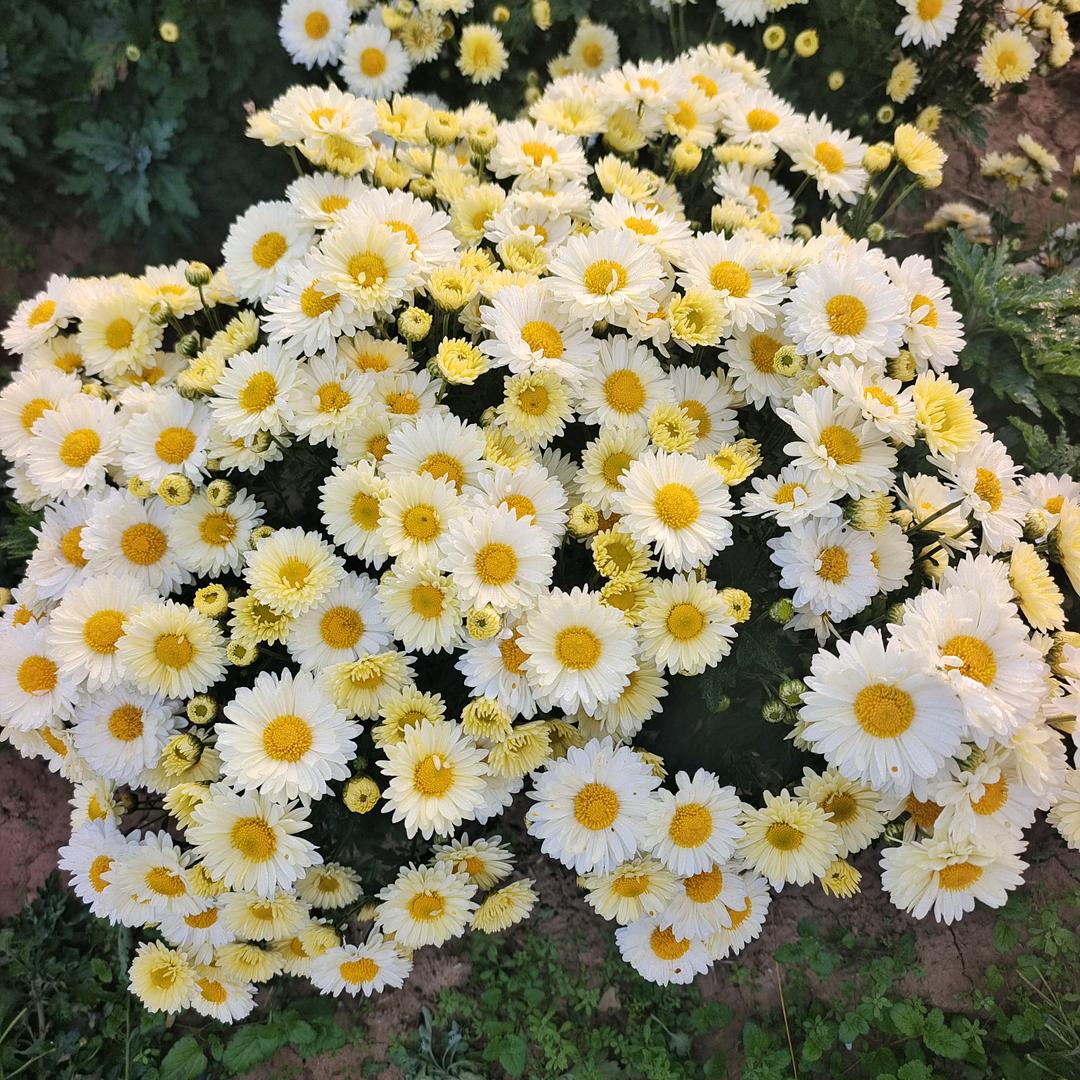弘扬菊花养生文化