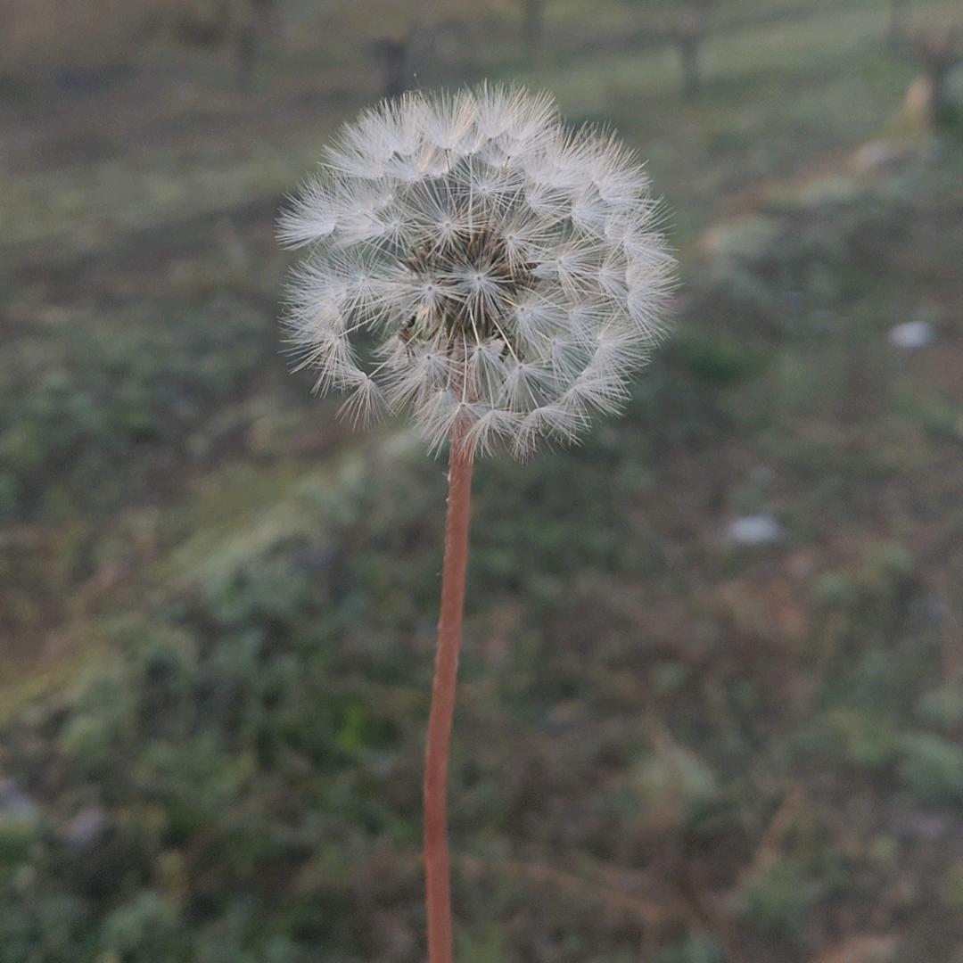 ༊ღ᭄苹🍎꧔ꦿ᭄💞