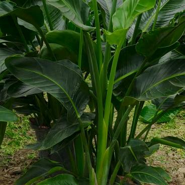 天堂鸟批发，全国发货