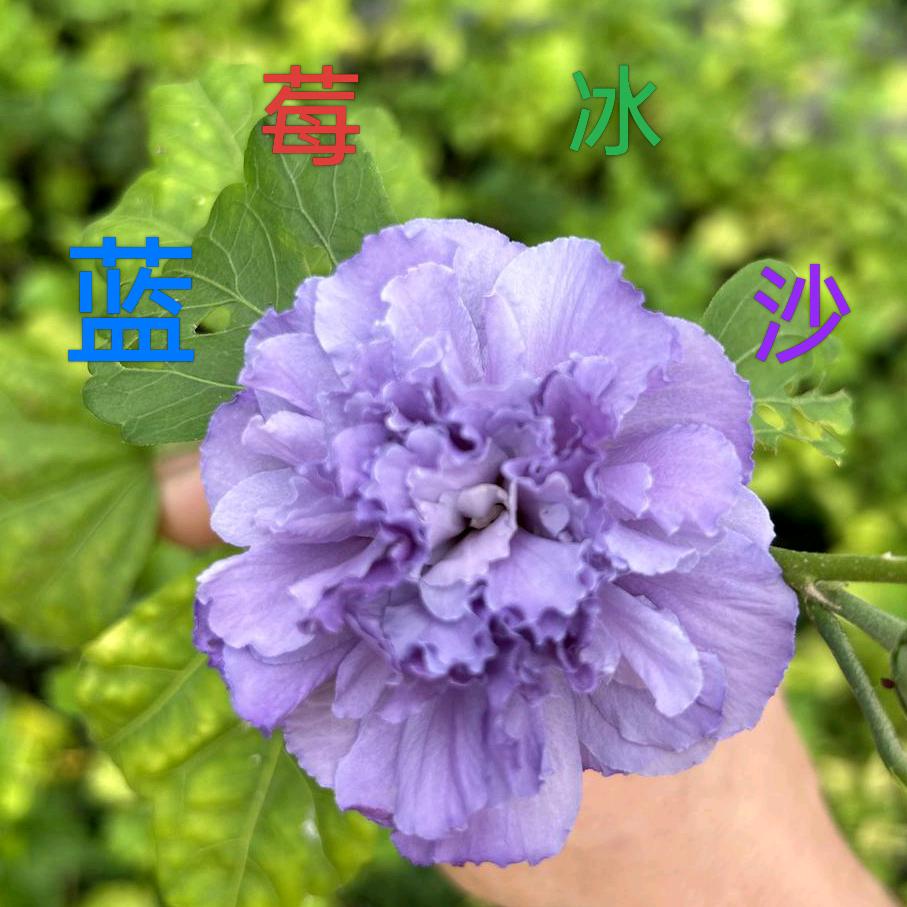 汐花玥苗木好物甄选
