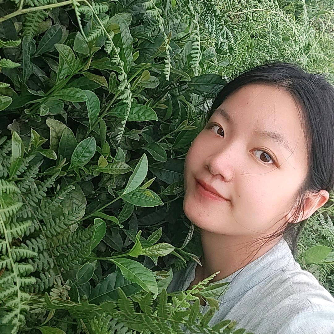 我在蒙顶山种茶