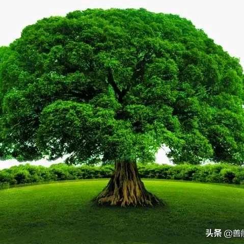 喜宝好物