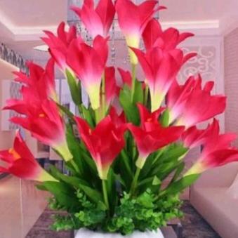 富贵花