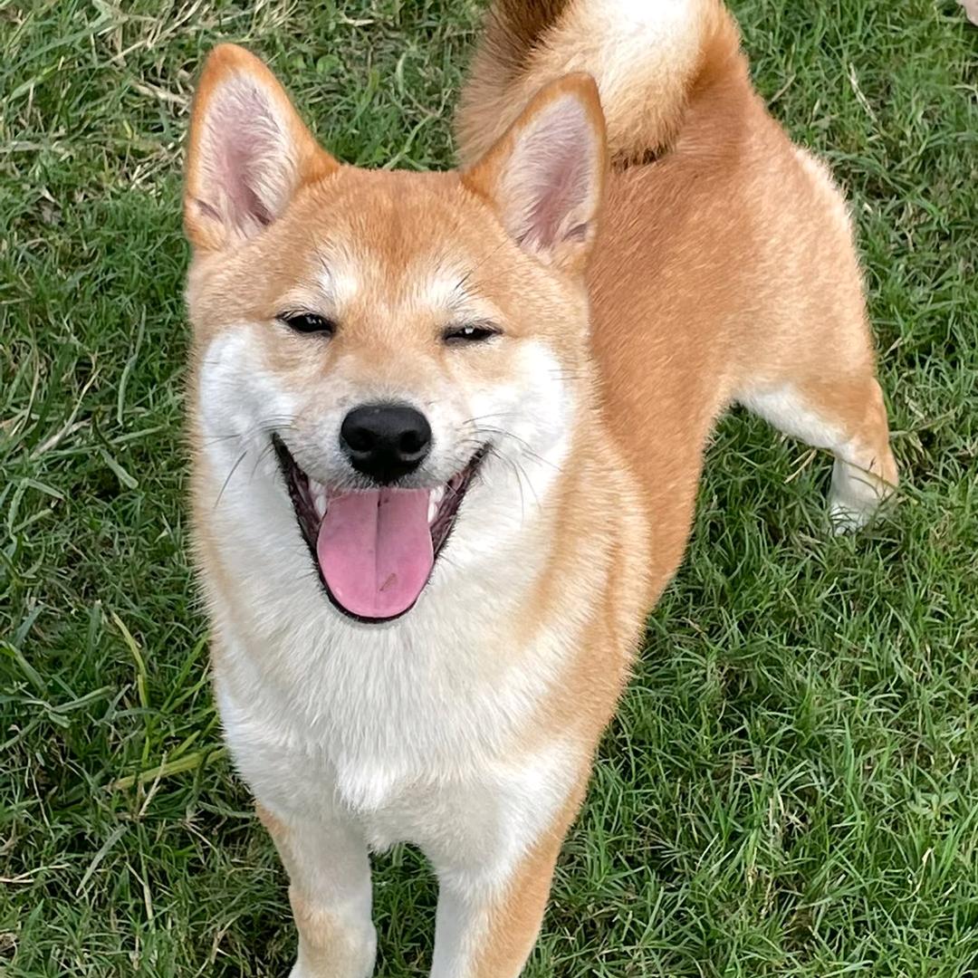 闫小妹说养狗知识