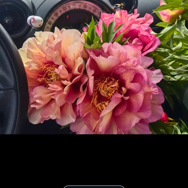 花婆婆的养花日常