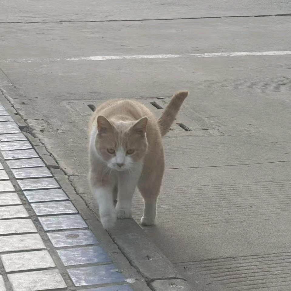 杜仲仁