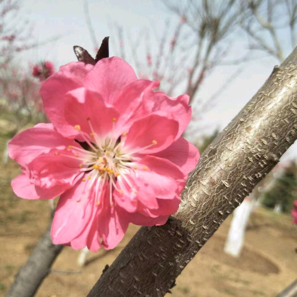 生生世世永不分离