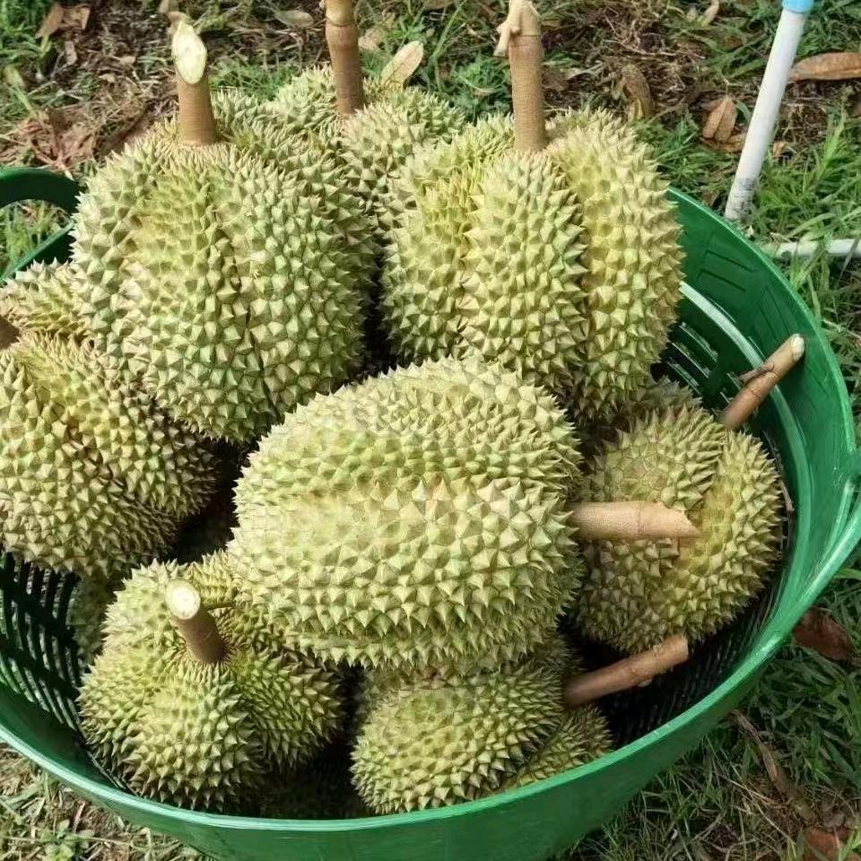 薛宪荣
