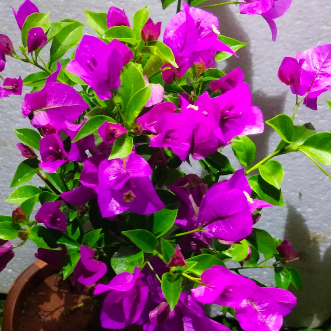 佳蕊花卉生活坊