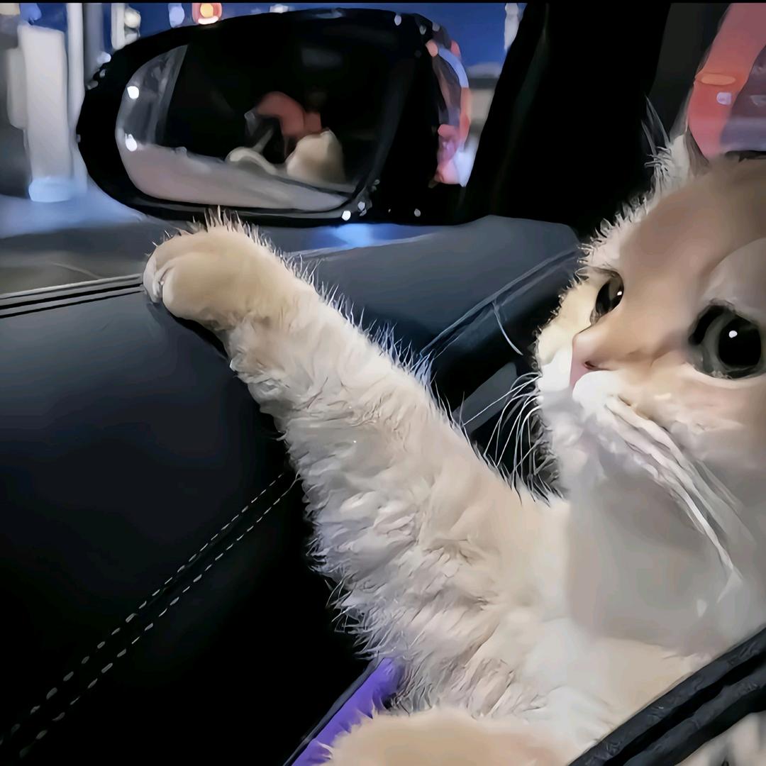 爱生活的小猫咪