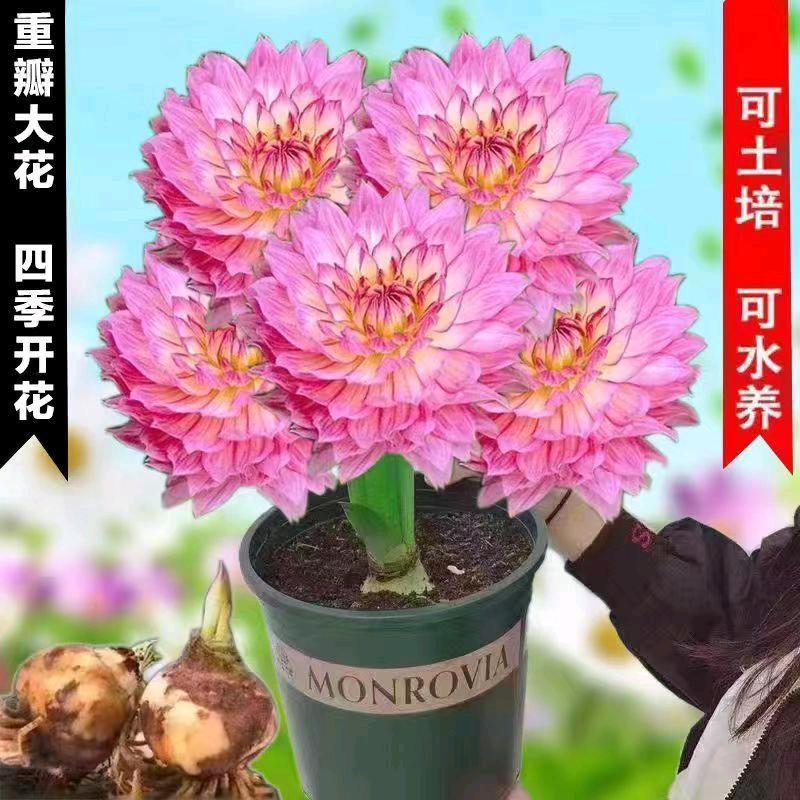 花儿开