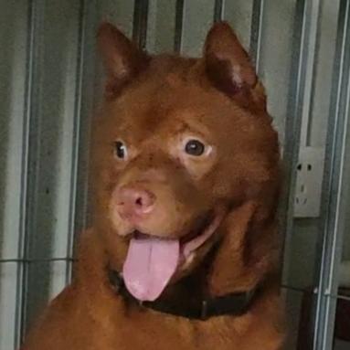 十方田园犬保育