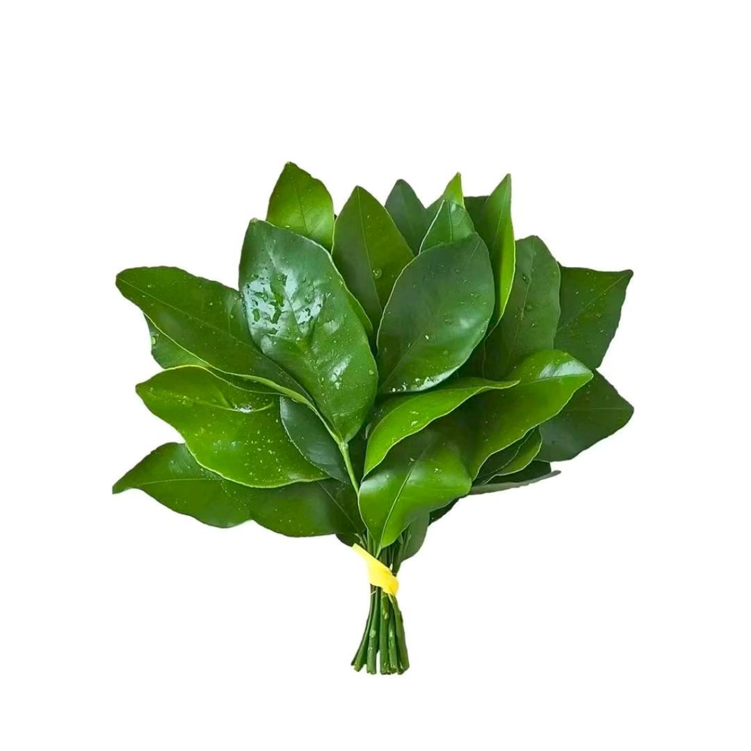 白杨礼赞