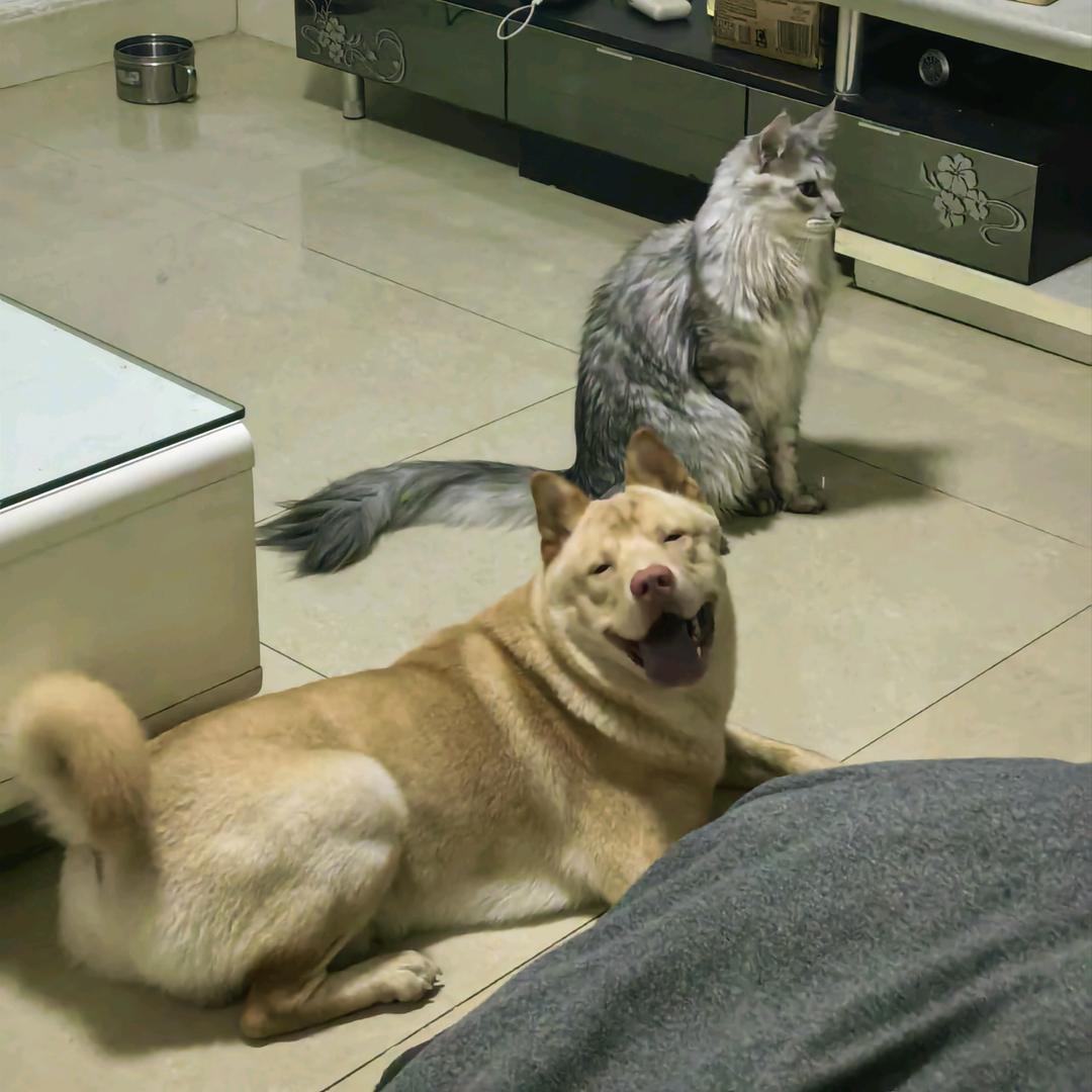 没头脑和不高兴