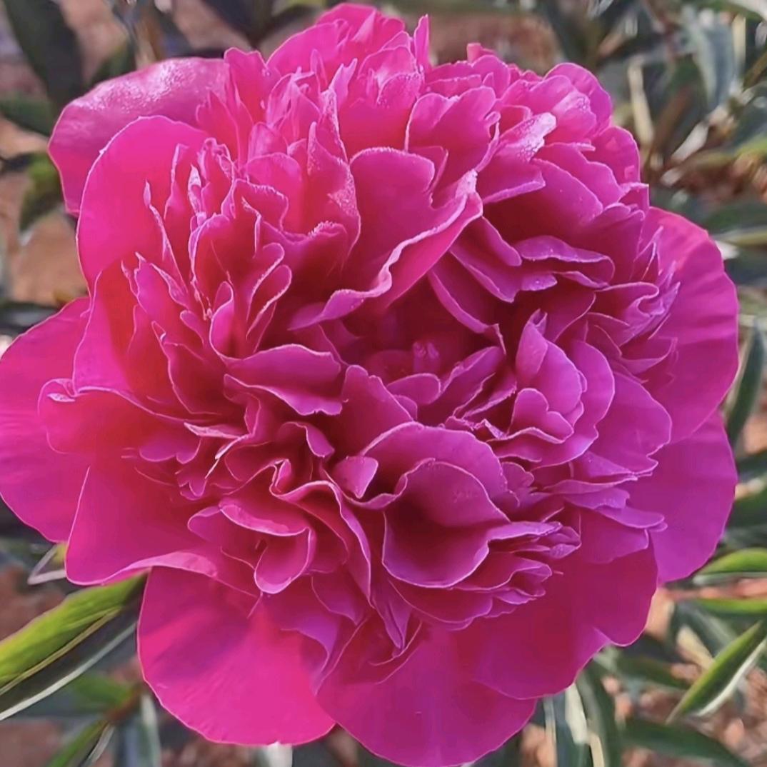 Peony好货😊
