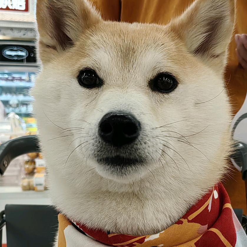 大脸吃姐