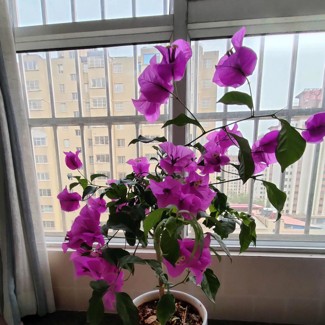 (❁´◡`❁)*✲ﾟ*英(❁´◡`❁)*