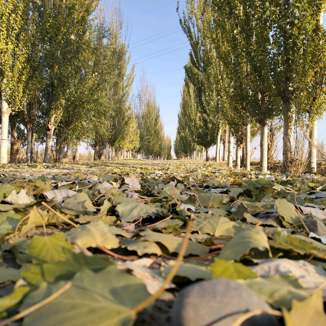 笨蛋(っ*´Д`)っ