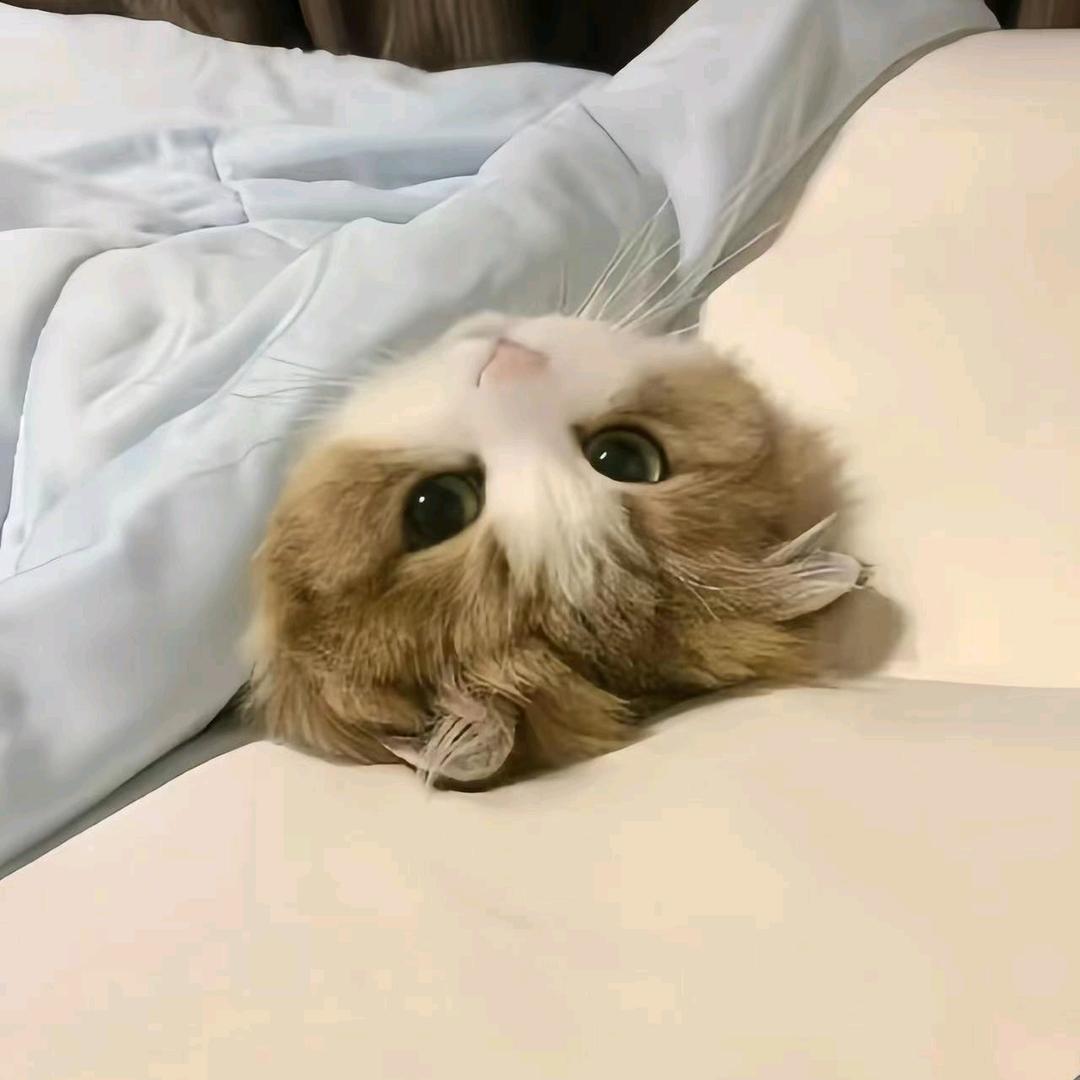 无敌小番茄