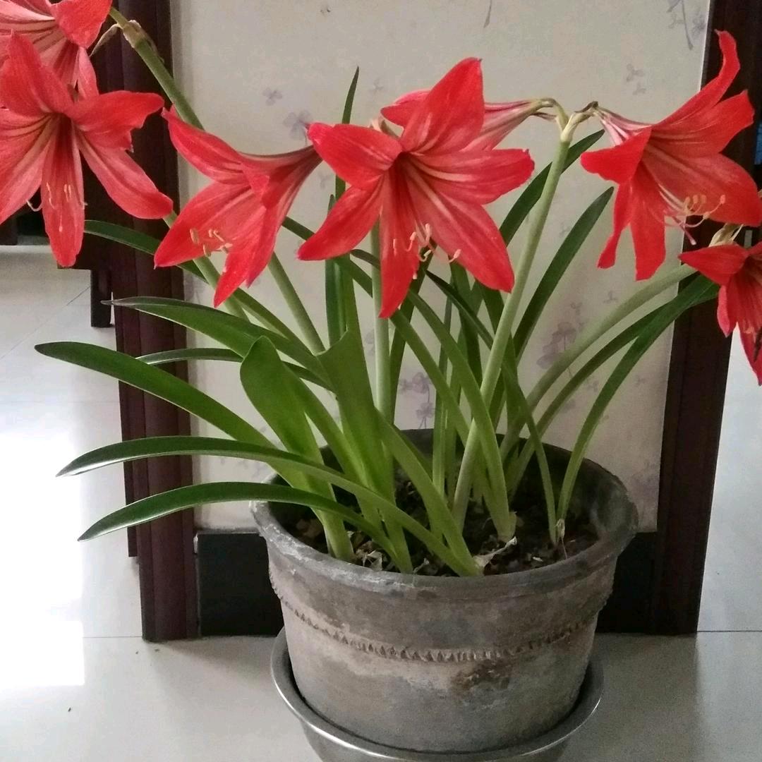 梅花香自苦寒来、