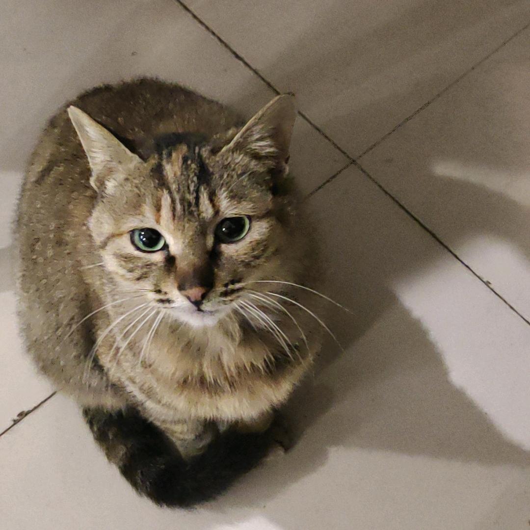 歇罗猫不是陀螺猫