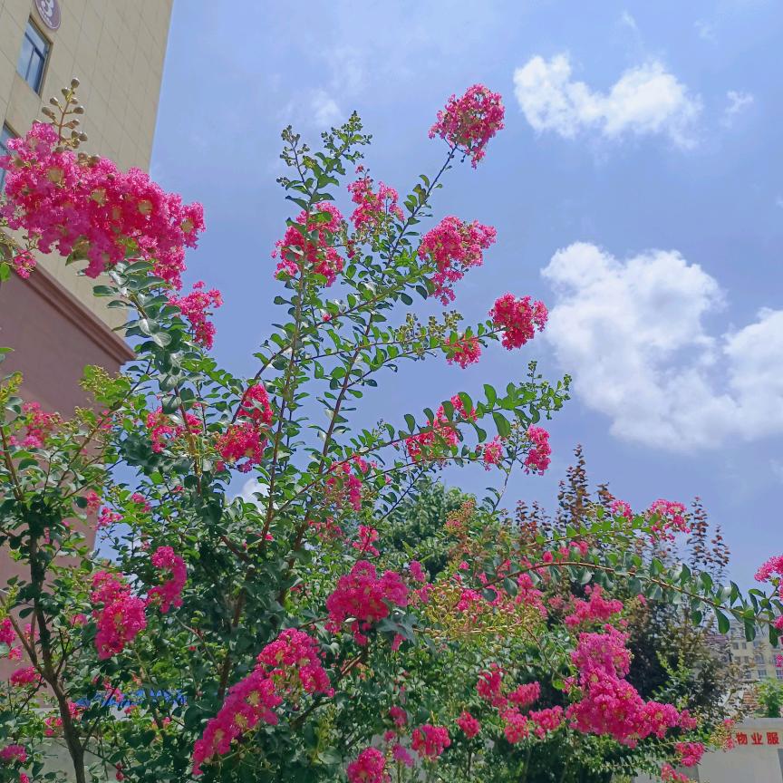 锦宝
