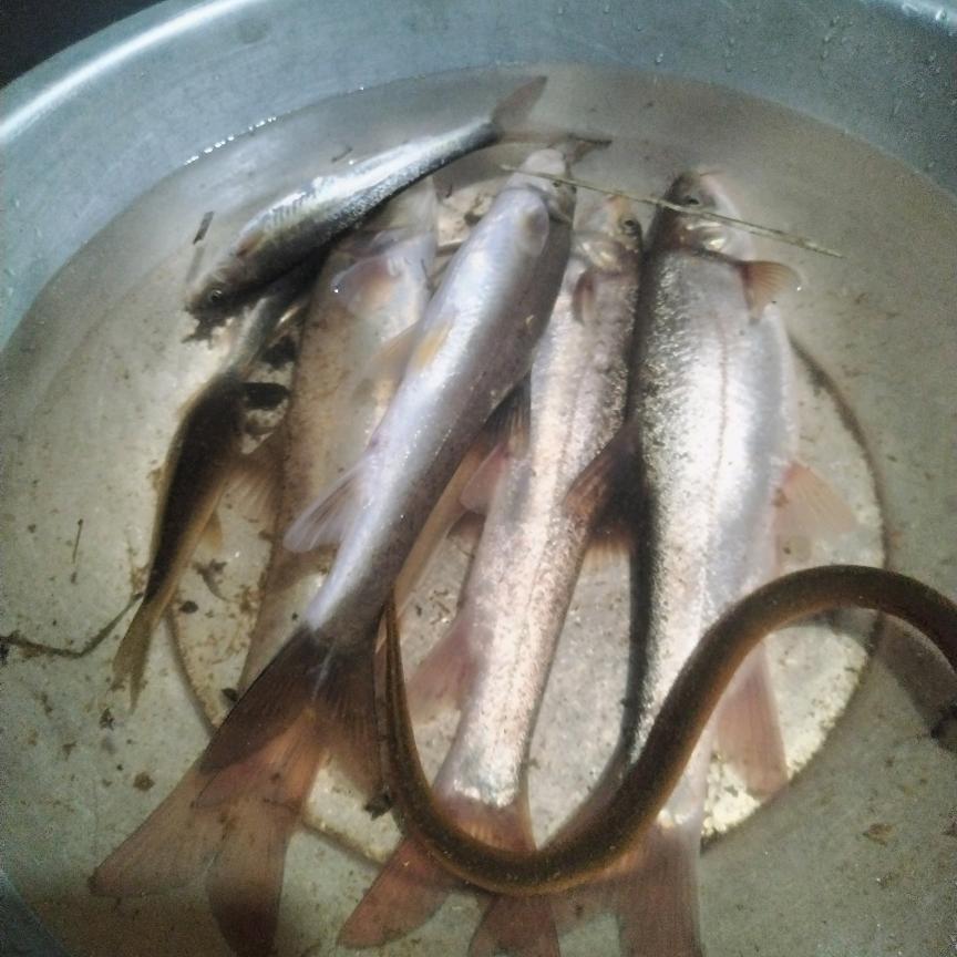 🦈守渔人🐋