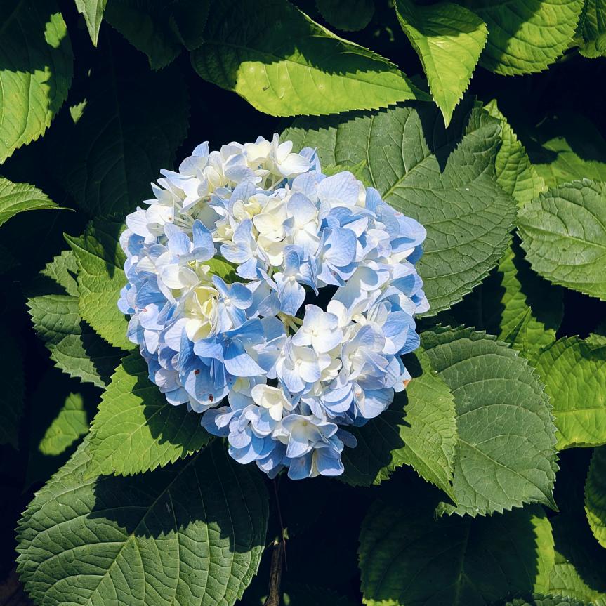 夏日无尽