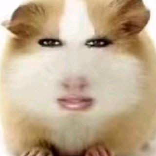 想自由屙翔的猪妞