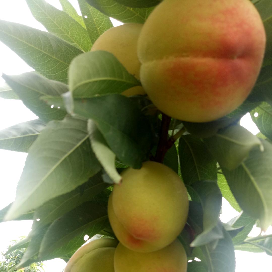 潼南好源黄桃采摘基地