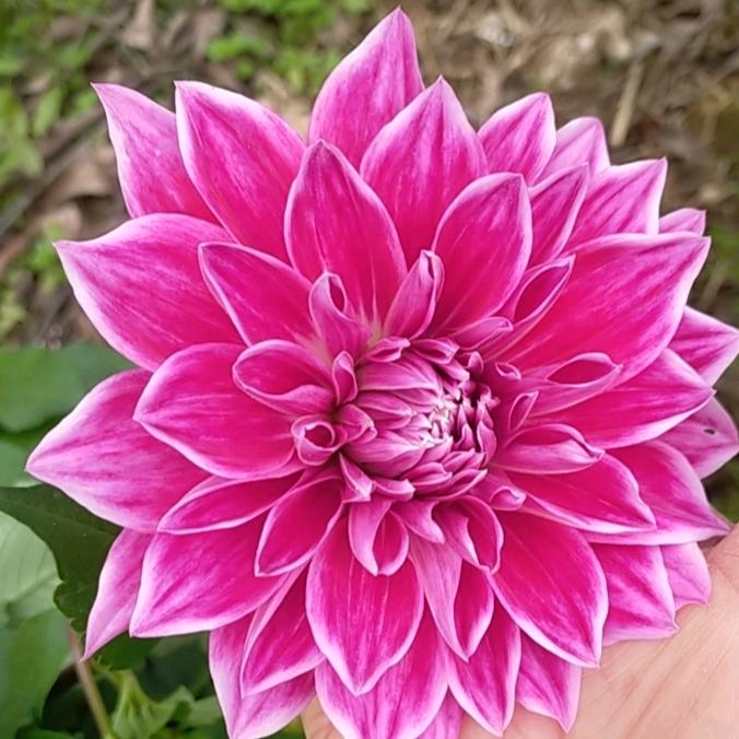 喜欢美丽的春天🌺🌺🌺