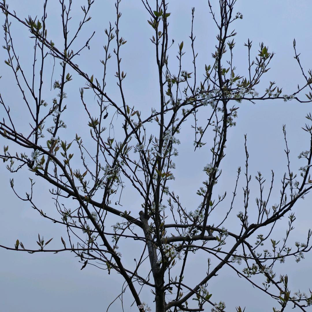 樱桃🍒