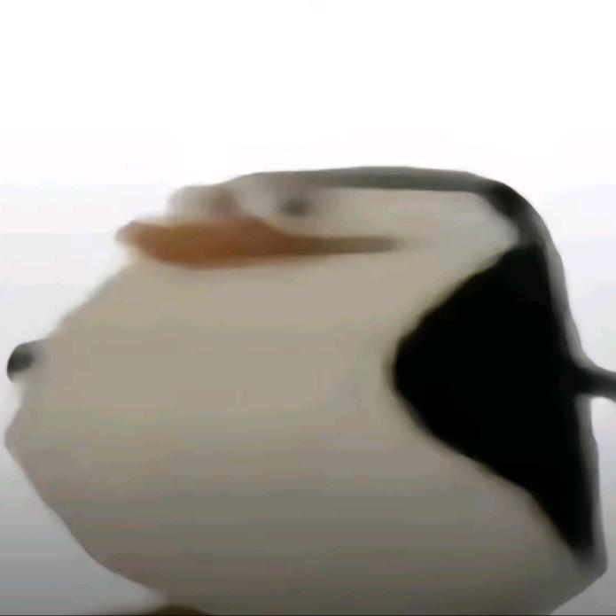 鳝雀